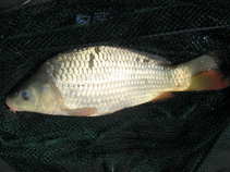 foto/diskuze/z_lovu/2011/th-img41326.jpg