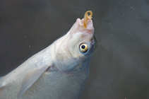 foto/diskuze/z_lovu/2011/th-img41337.jpg