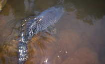 foto/diskuze/z_lovu/2011/th-img41345.jpg