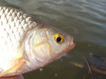 foto/diskuze/z_lovu/2011/th-img41347.jpg