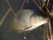 foto/diskuze/z_lovu/2011/th-img41348.jpg