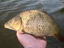foto/diskuze/z_lovu/2011/th-img41349.jpg