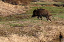 foto/diskuze/z_lovu/2011/th-img41389.jpg