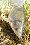 foto/diskuze/z_lovu/2011/th-img41407.jpg