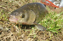 foto/diskuze/z_lovu/2011/th-img41408.jpg