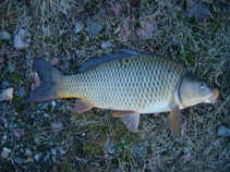 foto/diskuze/z_lovu/2011/th-img41437.jpg