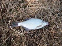 foto/diskuze/z_lovu/2011/th-img41438.jpg