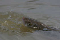 foto/diskuze/z_lovu/2011/th-img41444.jpg