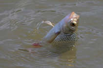 foto/diskuze/z_lovu/2011/th-img41445.jpg
