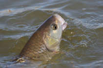 foto/diskuze/z_lovu/2011/th-img41446.jpg