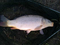 foto/diskuze/z_lovu/2011/th-img41452.jpg