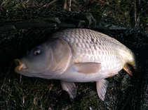 foto/diskuze/z_lovu/2011/th-img41453.jpg