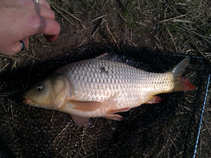 foto/diskuze/z_lovu/2011/th-img41454.jpg