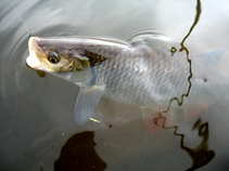 foto/diskuze/z_lovu/2011/th-img41484.jpg