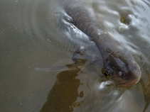 foto/diskuze/z_lovu/2011/th-img41486.jpg