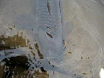 foto/diskuze/z_lovu/2011/th-img41532.jpg