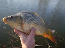 foto/diskuze/z_lovu/2011/th-img41551.jpg