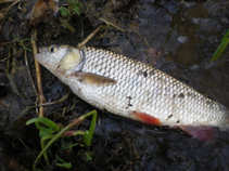 foto/diskuze/z_lovu/2011/th-img41560.jpg