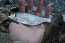 foto/diskuze/z_lovu/2011/th-img41572.jpg