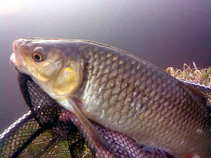 foto/diskuze/z_lovu/2011/th-img41600.jpg