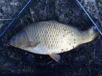 foto/diskuze/z_lovu/2011/th-img41639.jpg