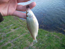 foto/diskuze/z_lovu/2011/th-img41645.jpg