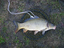 foto/diskuze/z_lovu/2011/th-img41646.jpg