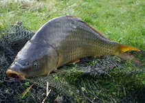 foto/diskuze/z_lovu/2011/th-img41679.jpg