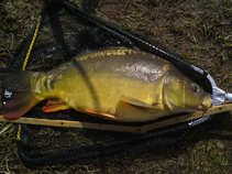 foto/diskuze/z_lovu/2011/th-img41684.jpg
