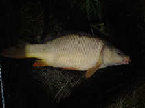 foto/diskuze/z_lovu/2011/th-img41688.jpg