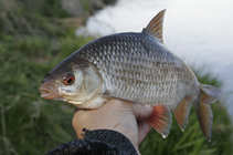 foto/diskuze/z_lovu/2011/th-img41698.jpg