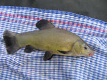 foto/diskuze/z_lovu/2011/th-img41721.jpg