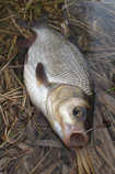 foto/diskuze/z_lovu/2011/th-img41750.jpg