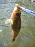 foto/diskuze/z_lovu/2011/th-img41754.jpg