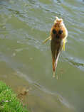 foto/diskuze/z_lovu/2011/th-img41755.jpg