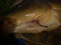 foto/diskuze/z_lovu/2011/th-img41761.jpg
