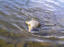foto/diskuze/z_lovu/2011/th-img41764.jpg
