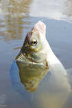 foto/diskuze/z_lovu/2011/th-img41785.jpg