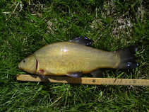 foto/diskuze/z_lovu/2011/th-img41813.jpg