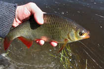 foto/diskuze/z_lovu/2011/th-img41828.jpg