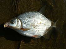 foto/diskuze/z_lovu/2011/th-img41836.jpg