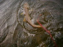 foto/diskuze/z_lovu/2011/th-img41852.jpg