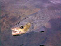 foto/diskuze/z_lovu/2011/th-img41904.jpg