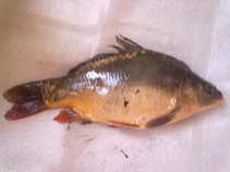 foto/diskuze/z_lovu/2011/th-img41945.jpg