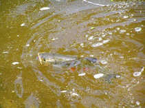 foto/diskuze/z_lovu/2011/th-img42004.jpg