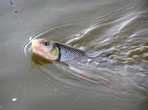 foto/diskuze/z_lovu/2011/th-img42006.jpg