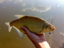 foto/diskuze/z_lovu/2011/th-img42009.jpg
