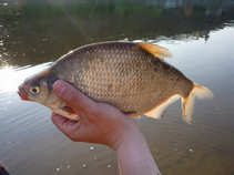 foto/diskuze/z_lovu/2011/th-img42024.jpg