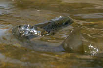 foto/diskuze/z_lovu/2011/th-img42025.jpg