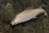 foto/diskuze/z_lovu/2011/th-img42029.jpg